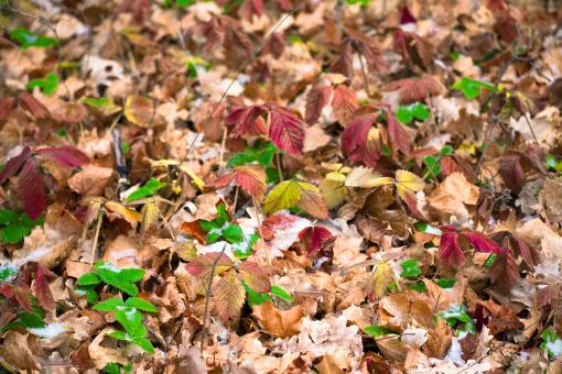 Free Stock Photo of Autumn leaves