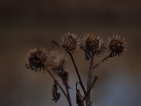 Free Stock Photo of Fuzzy plants