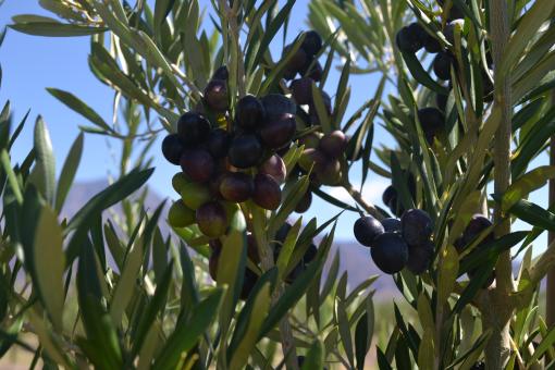 Free Stock Photo of Olives