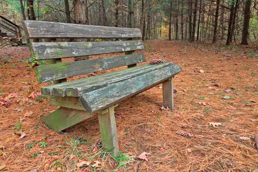 Free Stock Photo of North Point Pine Trail - HDR