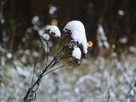 Free Stock Photo of Dry plant covered with snow