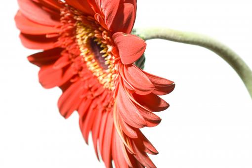 Free Stock Photo of Flower