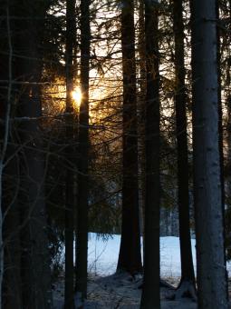 Free Stock Photo of Frozen forest