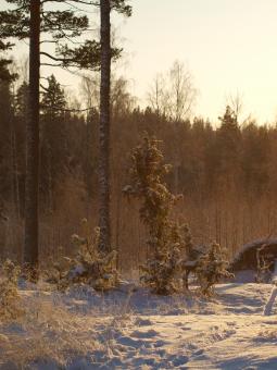 Free Stock Photo of Frozen forest