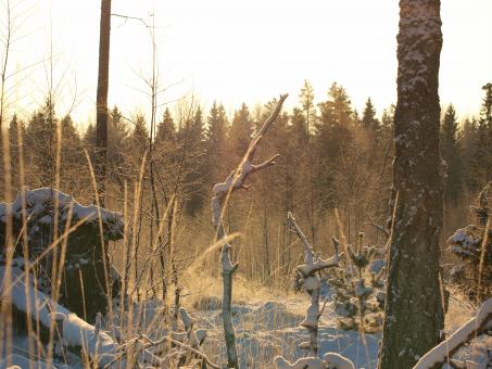 Free Stock Photo of Frozen forest