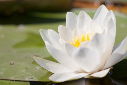Free Stock Photo of Lily Flower