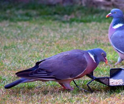 Free Stock Photo of Wood Pigeon