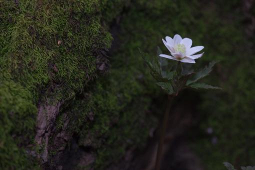 Free Stock Photo of forest flower