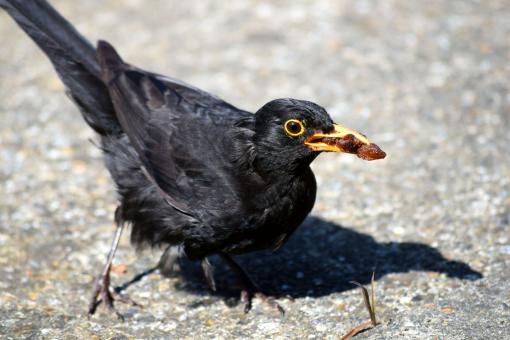 Free Stock Photo of Male blackbird