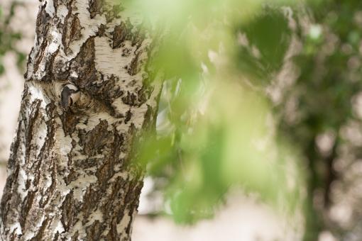 Free Stock Photo of Blurred leaves