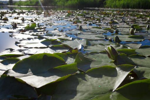 Free Stock Photo of Lake