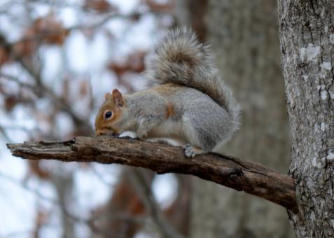 Free Stock Photo of Squirrel