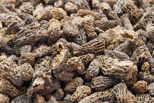 Free Stock Photo of Morel mushrooms