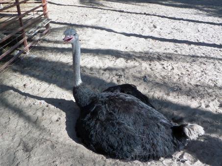 Free Stock Photo of Sitting ostrich 