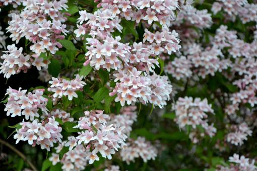 Free Stock Photo of Linnaea amabilis