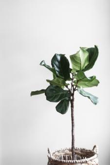 Free Stock Photo of The Pot Plant