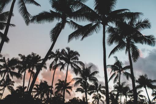 Free Stock Photo of Dates
