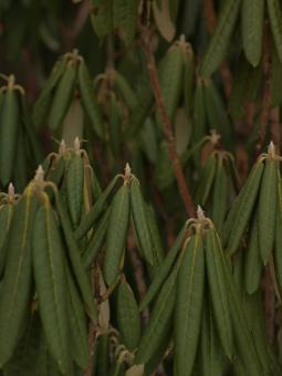 Free Stock Photo of Plant
