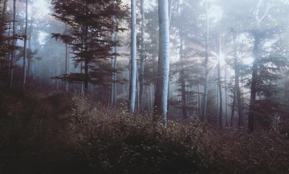 Free Stock Photo of Bright in the forest