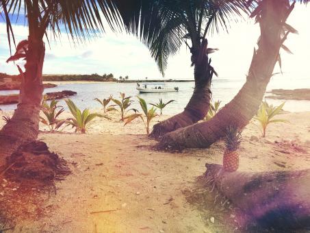 Free Stock Photo of Palms at the Beach