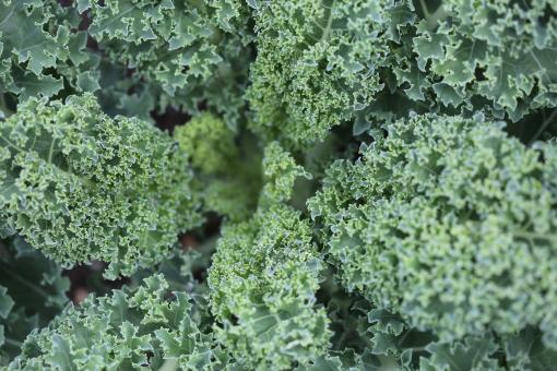 Free Stock Photo of Salad plant