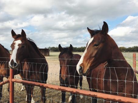 Free Stock Photo of Stable