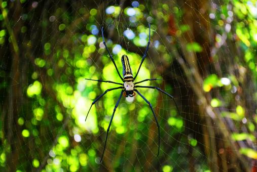 Free Stock Photo of Spider