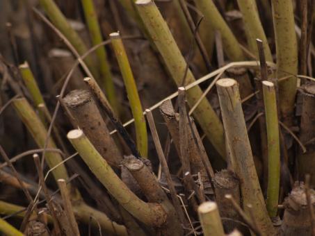 Free Stock Photo of Cutted bush