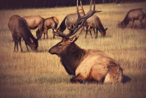 Free Stock Photo of Horns