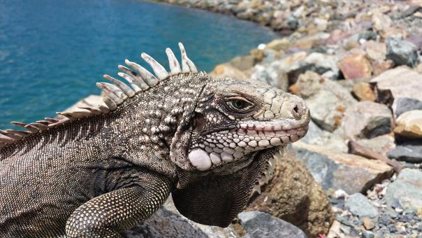 Free Stock Photo of Dragon