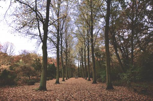 Free Stock Photo of Trees In Autumn