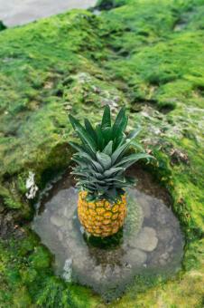 Free Stock Photo of Pineapple