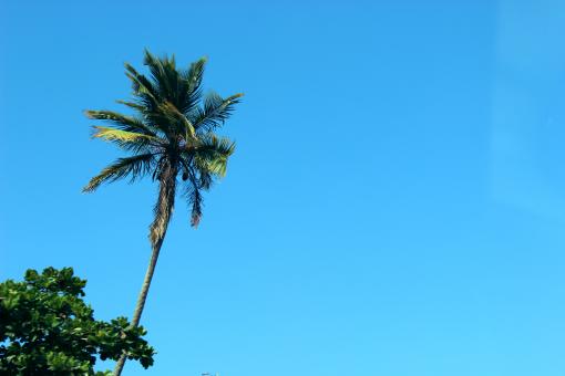 Free Stock Photo of Palm Tree