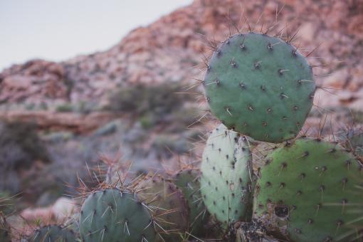 Free Stock Photo of Cactus