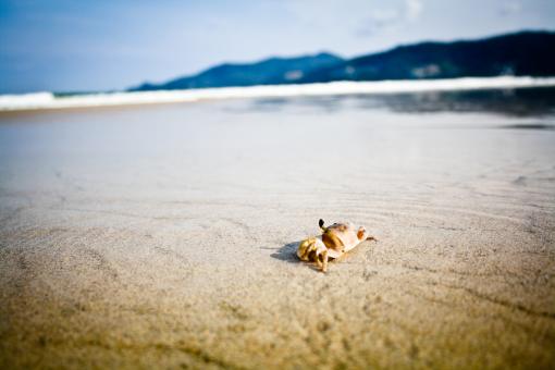Free Stock Photo of Crab on the Beach