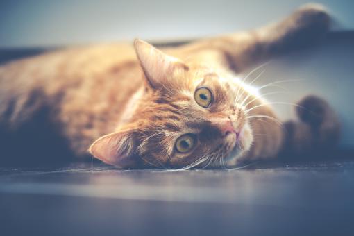 Free Stock Photo of Cat