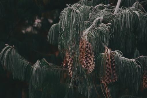 Free Stock Photo of Tree Cones