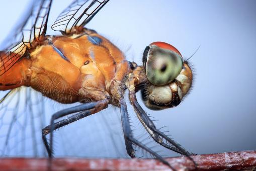 Free Stock Photo of Close up 
