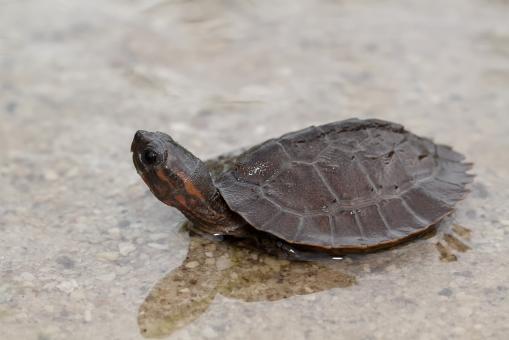 Free Stock Photo of Turtle in the Water