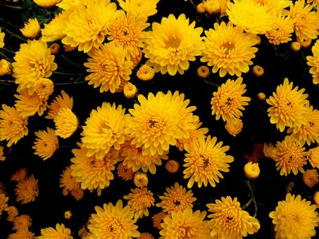 Free Stock Photo of Chrysanthemums