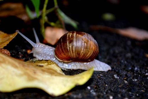 Free Stock Photo of Crawling Snail