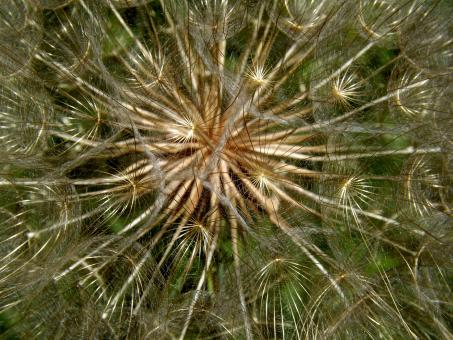 Free Stock Photo of Dandelion