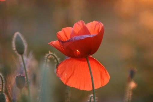 Free Stock Photo of Poppy