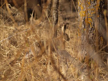 Free Stock Photo of Rabbit