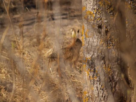 Free Stock Photo of Rabbit