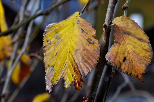 Free Stock Photo of Dry Leaves