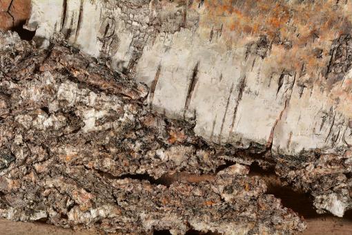 Free Stock Photo of Birch Bark