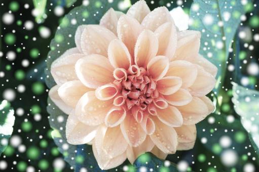 Free Stock Photo of Dahlia Flower