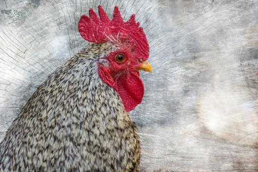 Free Stock Photo of Bird