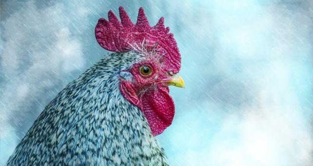 Free Stock Photo of Hen